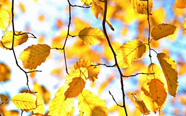 fall-1042346_640_400